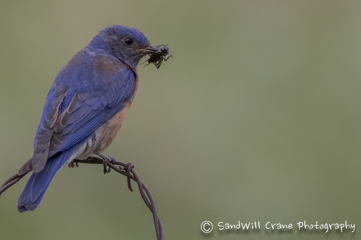 Western Bluebird - ML345893931