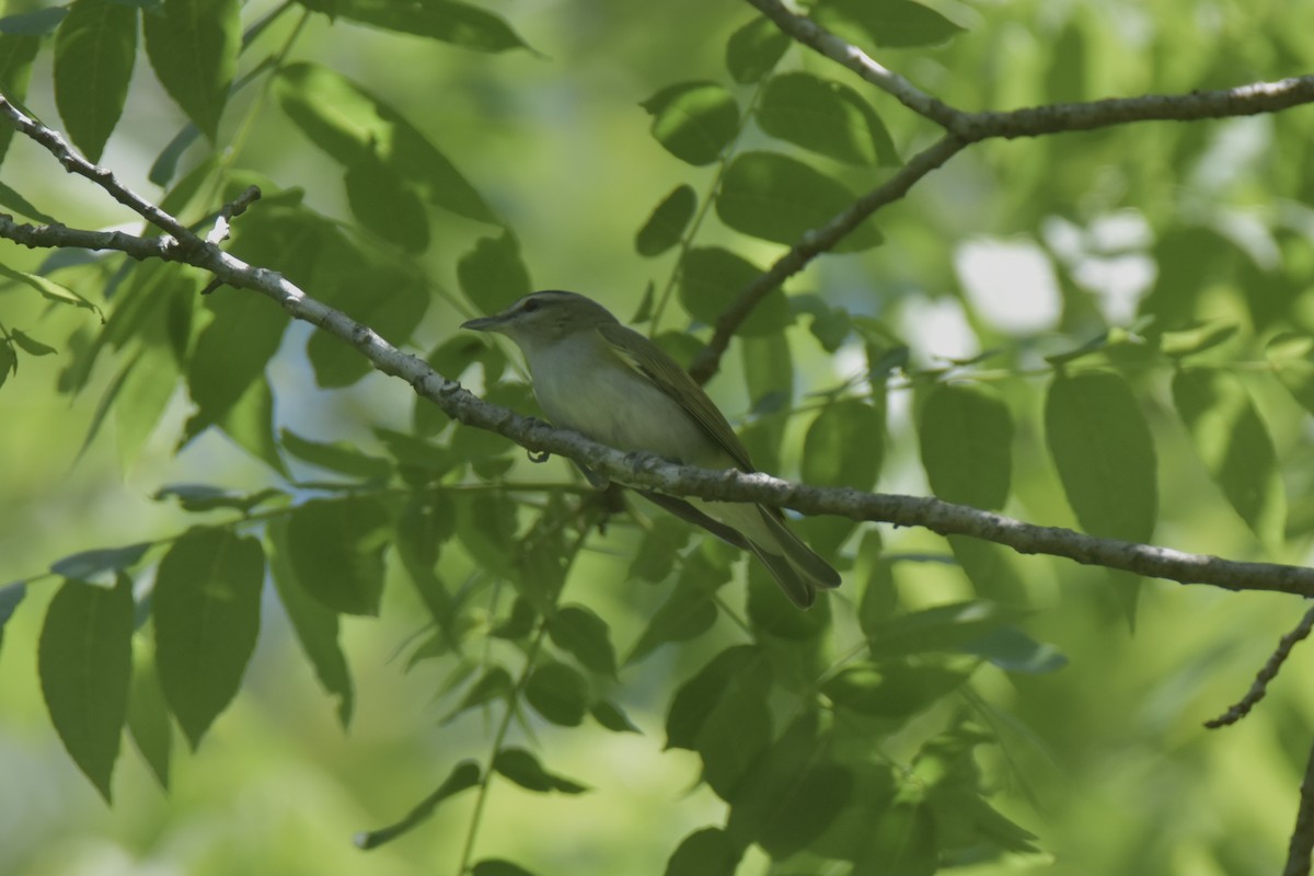 Red-eyed Vireo - Pete Monacell