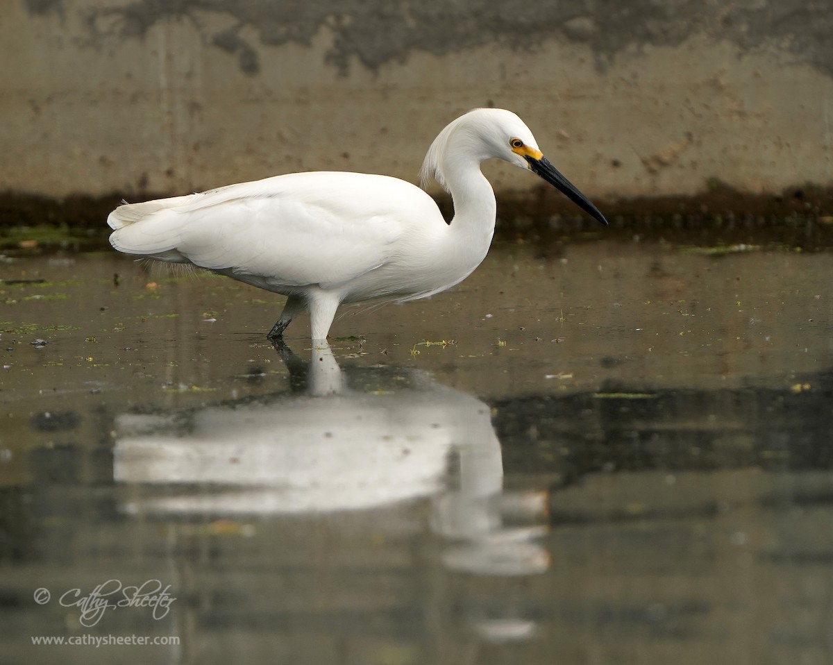 Snowy Egret - Cathy Sheeter