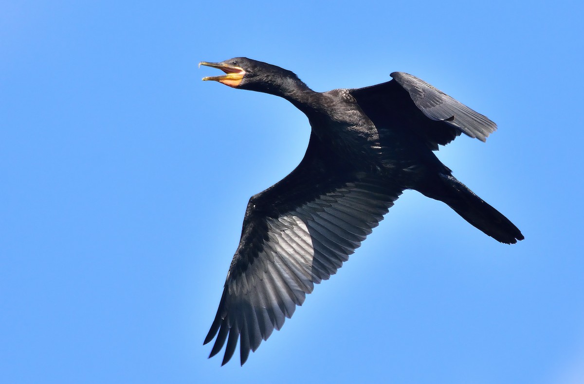 Neotropic Cormorant - Ad Konings