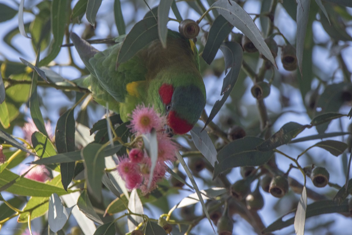 Musk Lorikeet - ML345898111