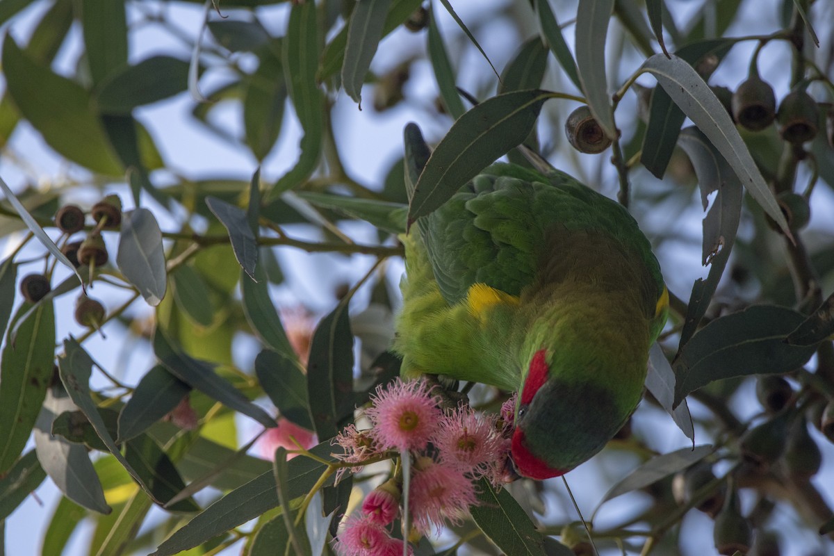 Musk Lorikeet - ML345898161