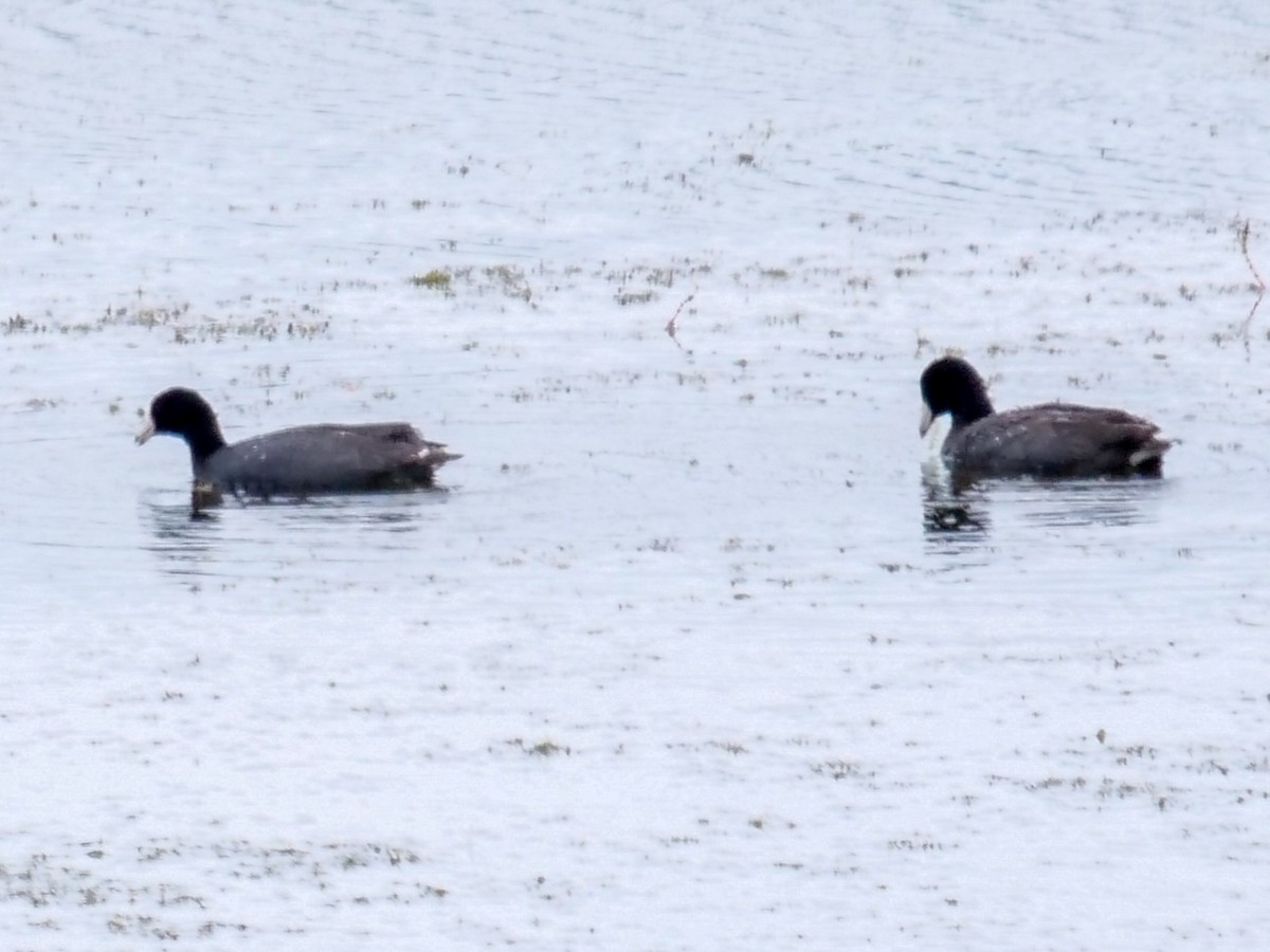 American Coot (Red-shielded) - ML345898431