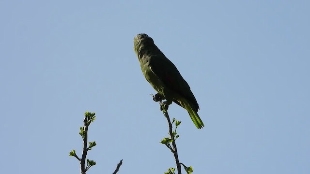 キホオボウシインコ - ML345898961