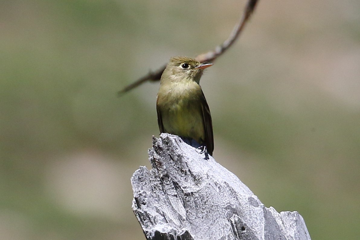 Western Flycatcher (Cordilleran) - ML345900491