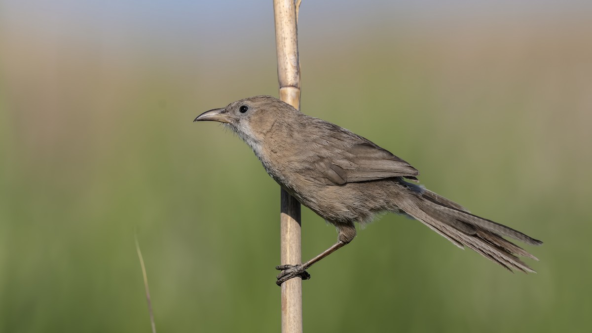 Iraq Babbler - Mehmet ertan Tiryaki