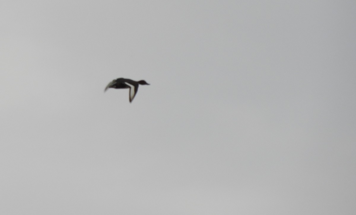 Ferruginous Duck - ML345902011