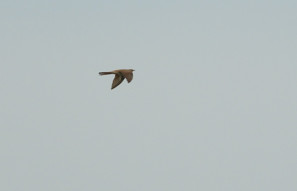 Common Cuckoo - Miroslav Mareš