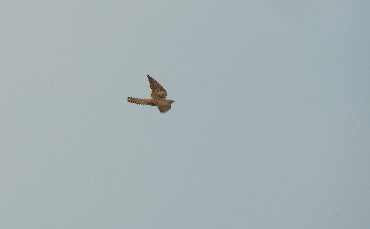 Common Cuckoo - ML345902041