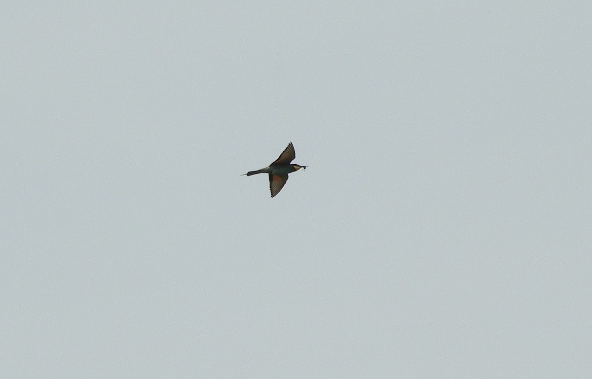 European Bee-eater - ML345902211