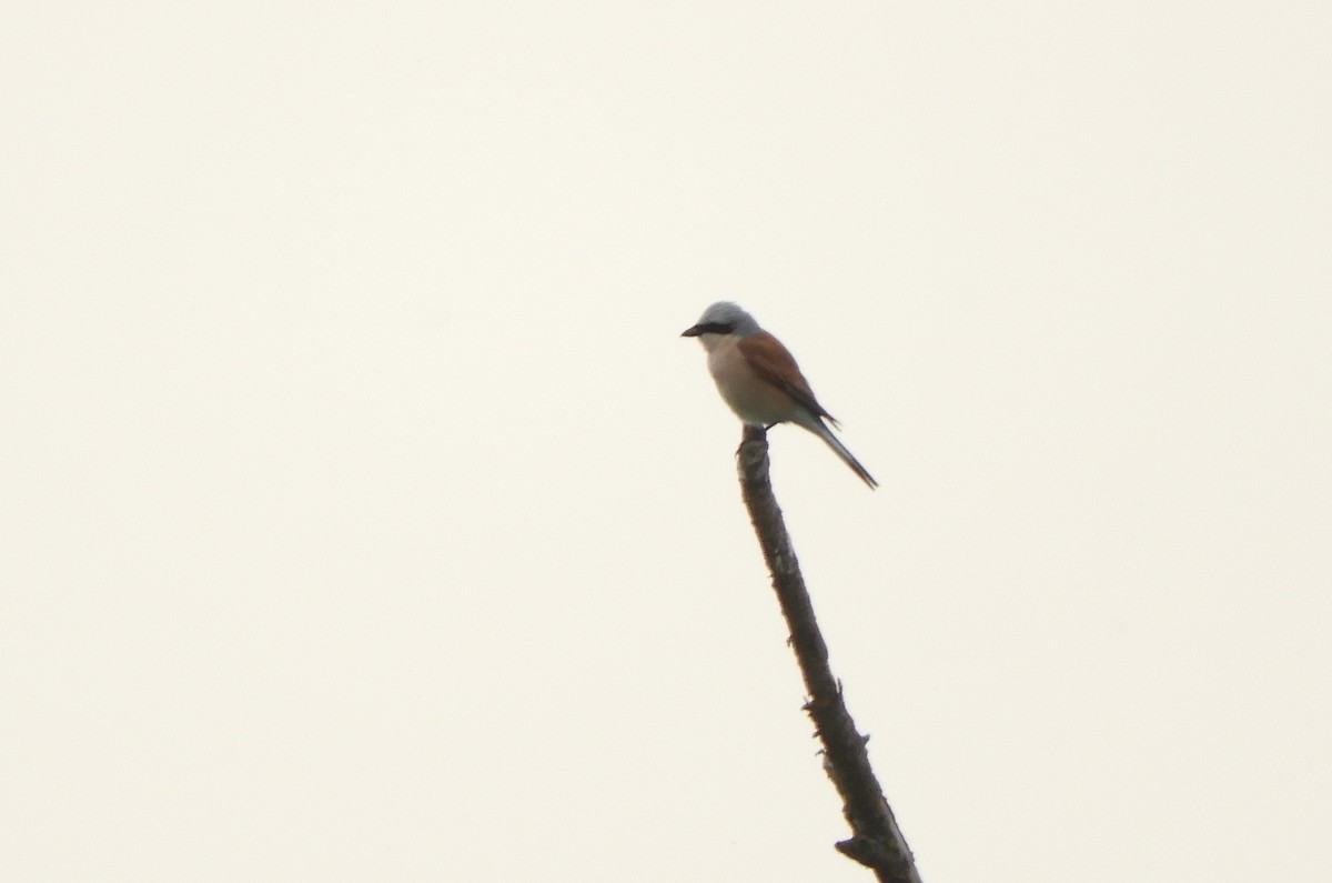 Red-backed Shrike - ML345902251