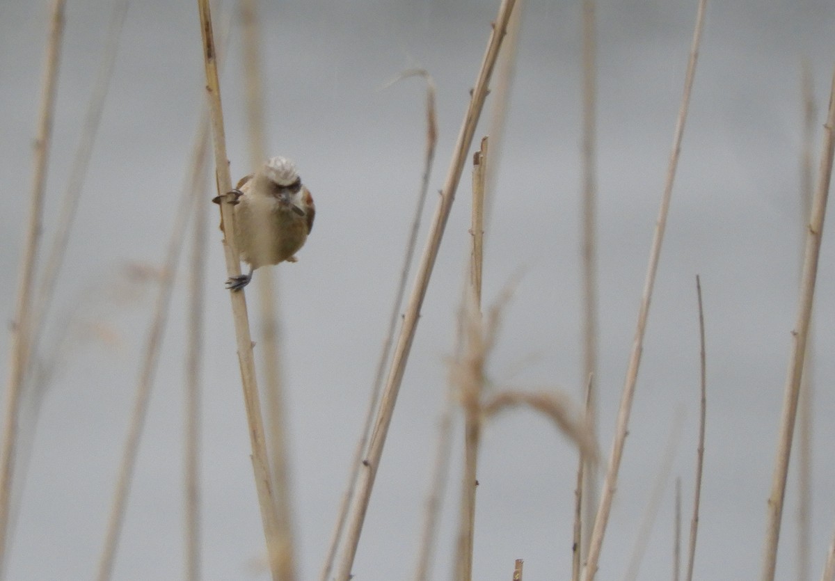 Eurasian Penduline-Tit - ML345902311