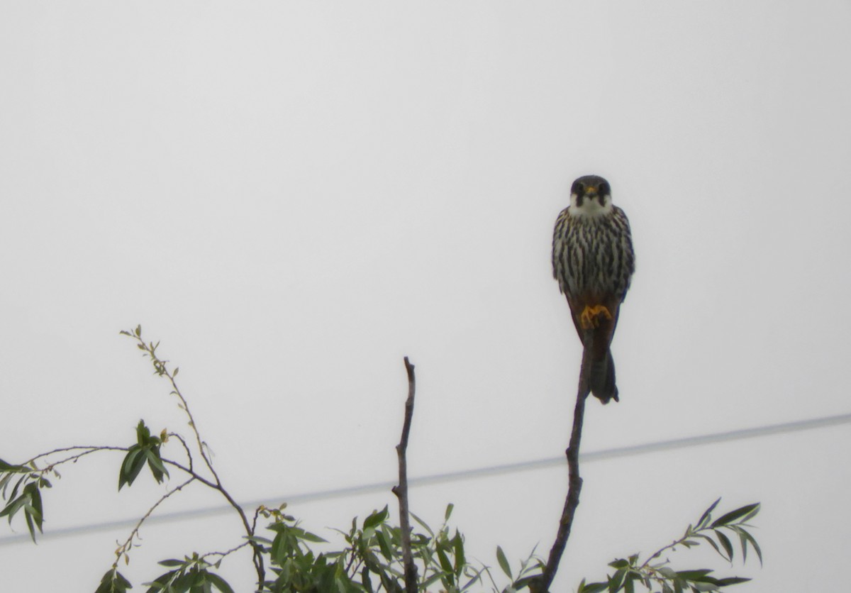 Eurasian Hobby - ML345902381