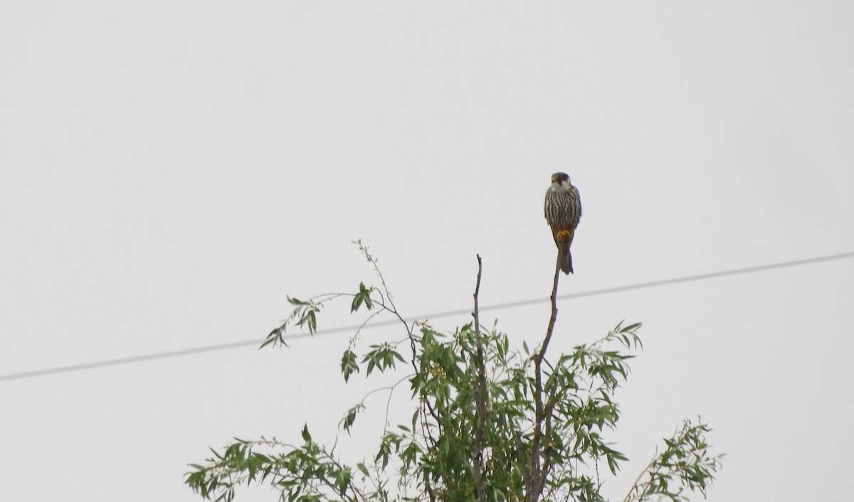 Eurasian Hobby - ML345902391