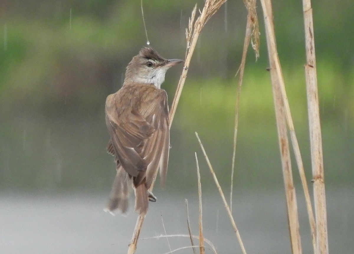 Great Reed Warbler - ML345902421