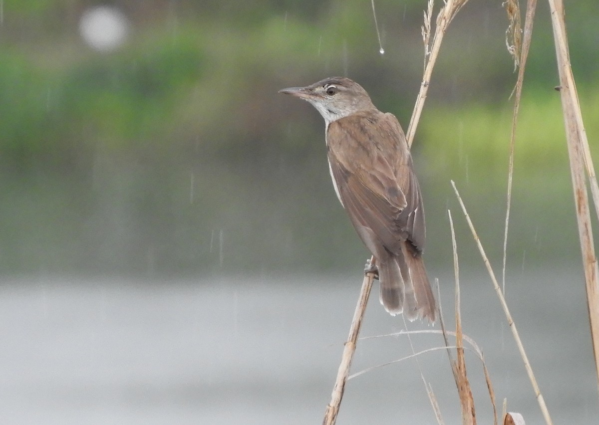 Great Reed Warbler - Miroslav Mareš