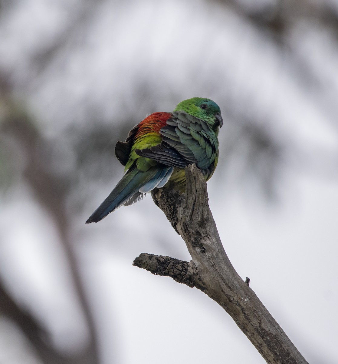 Red-rumped Parrot - ML345902481