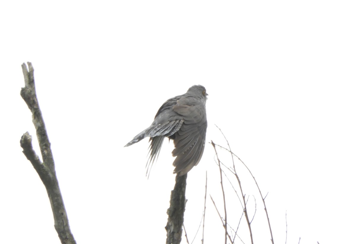 Common Cuckoo - ML345902491