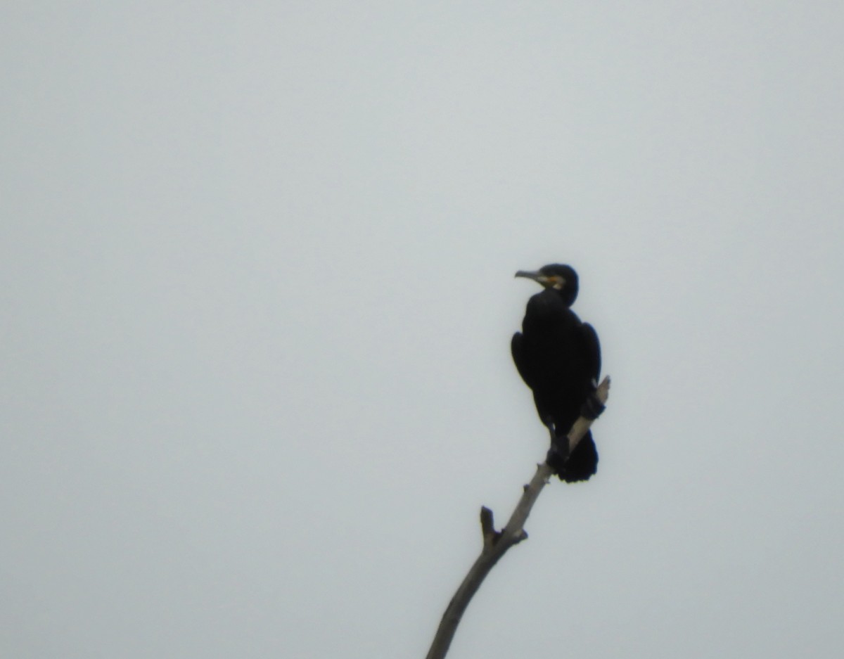 Great Cormorant - ML345902631