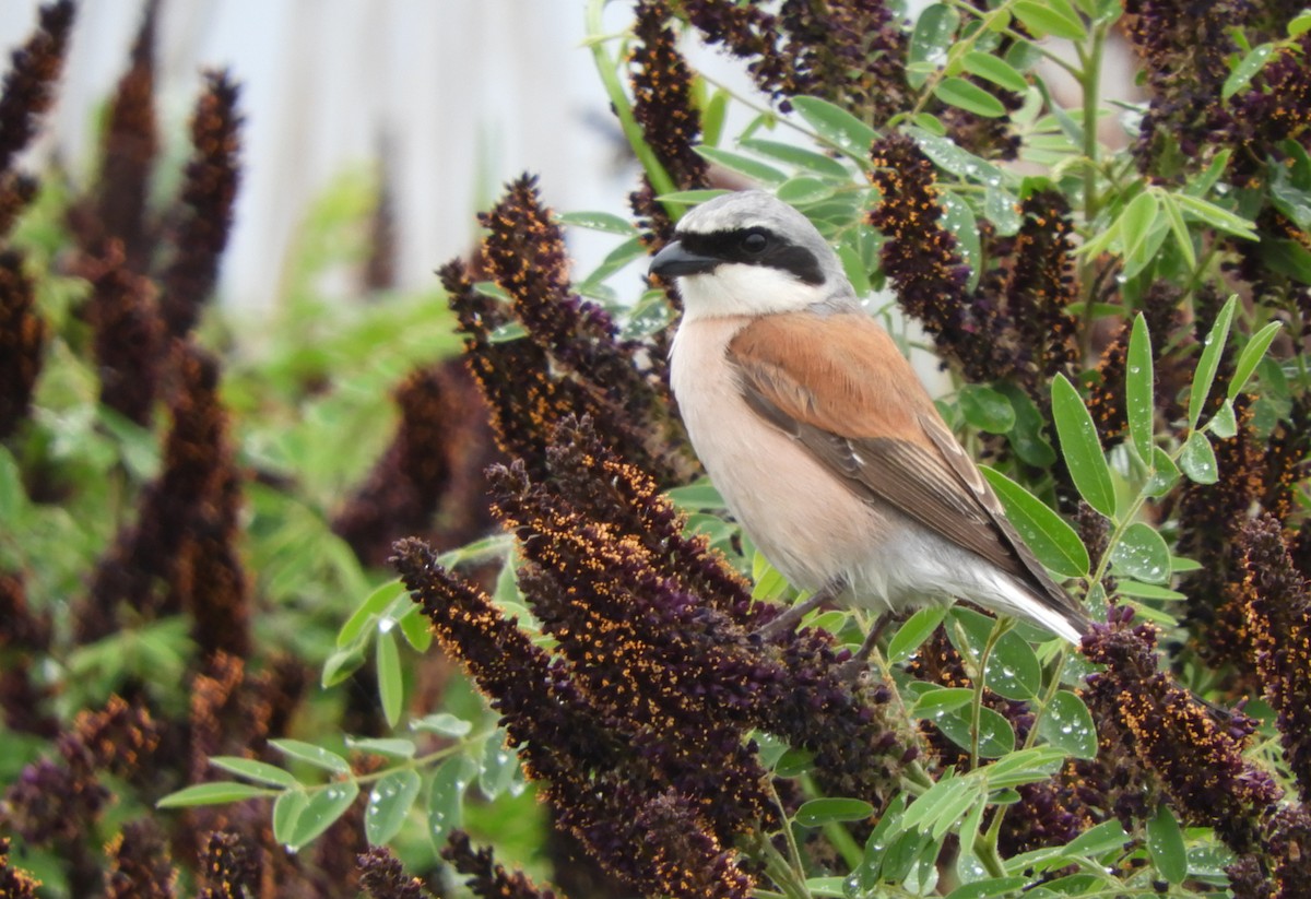 Red-backed Shrike - ML345902741