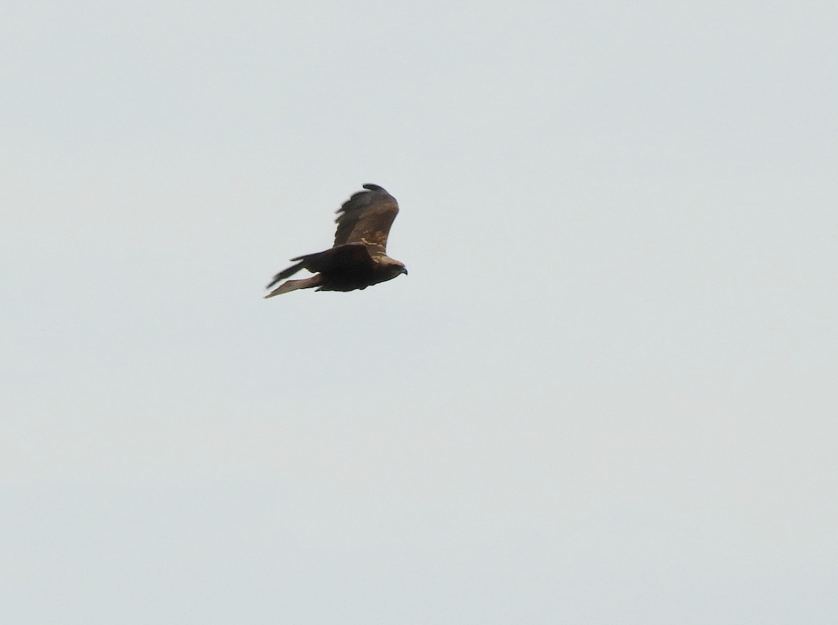 Western Marsh Harrier - ML345902761