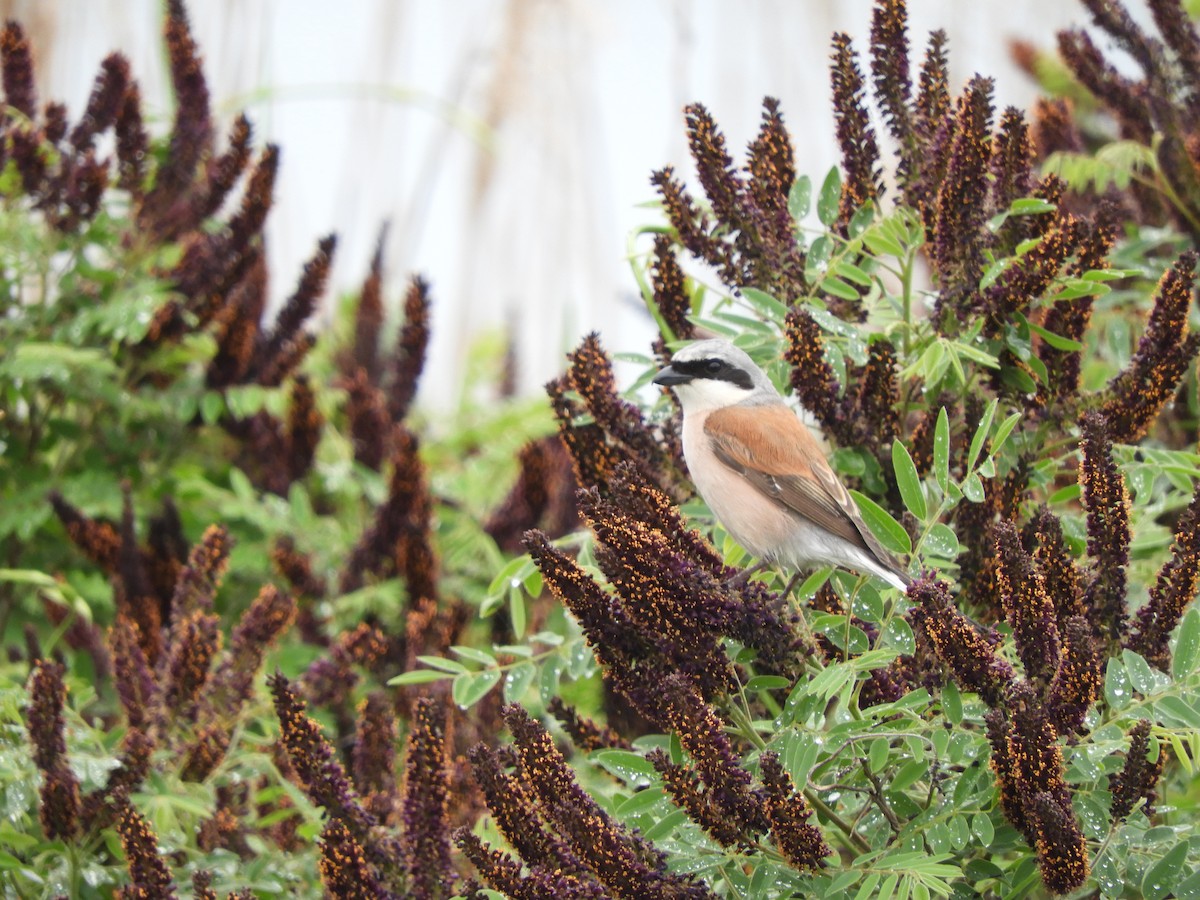 Red-backed Shrike - ML345902781