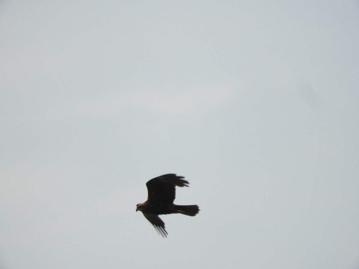 Western Marsh Harrier - Miroslav Mareš