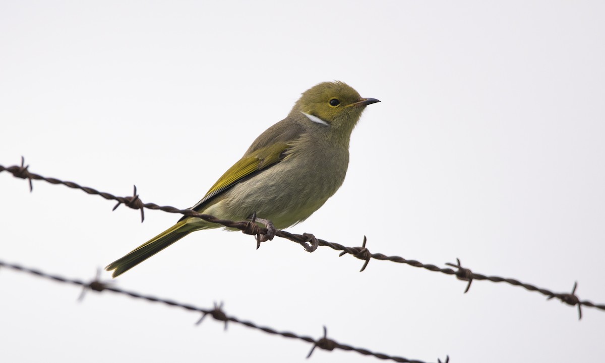 White-plumed Honeyeater - ML345902911