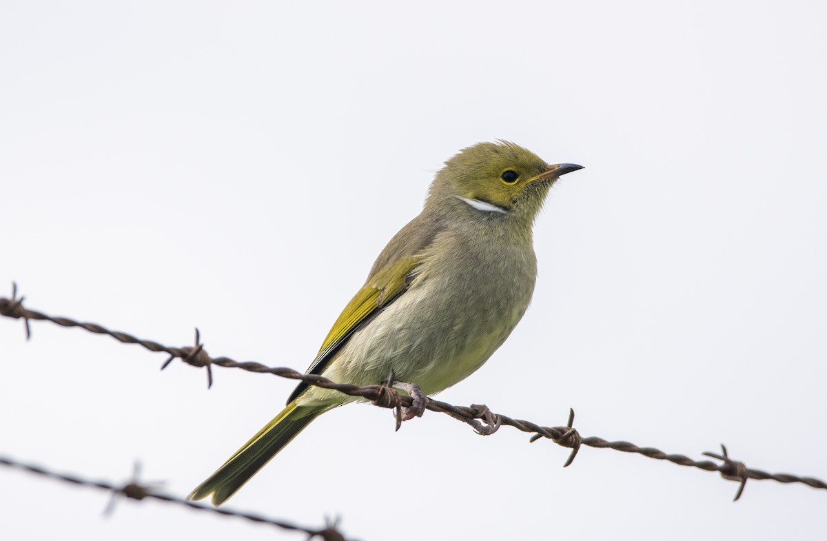 White-plumed Honeyeater - ML345902931