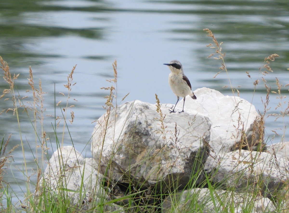 Northern Wheatear - ML345902971