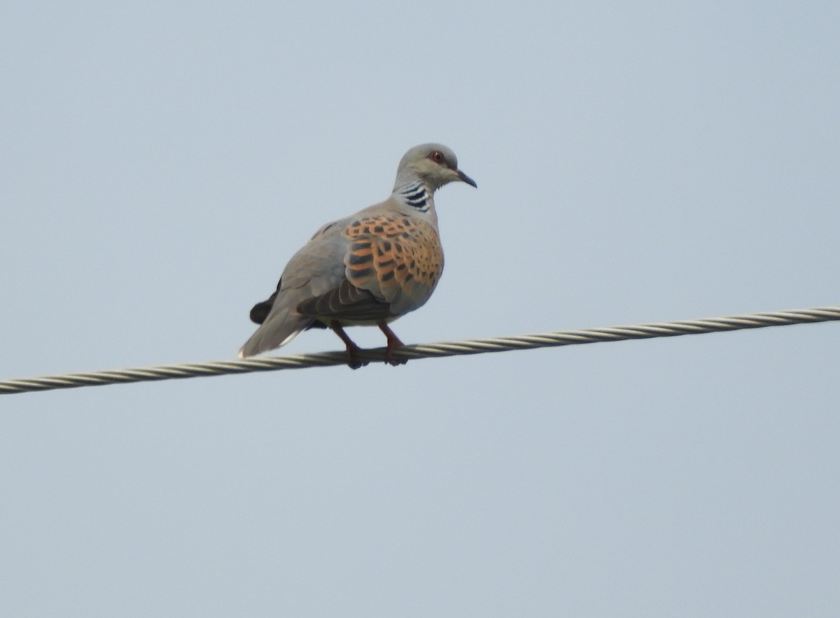 European Turtle-Dove - ML345903061