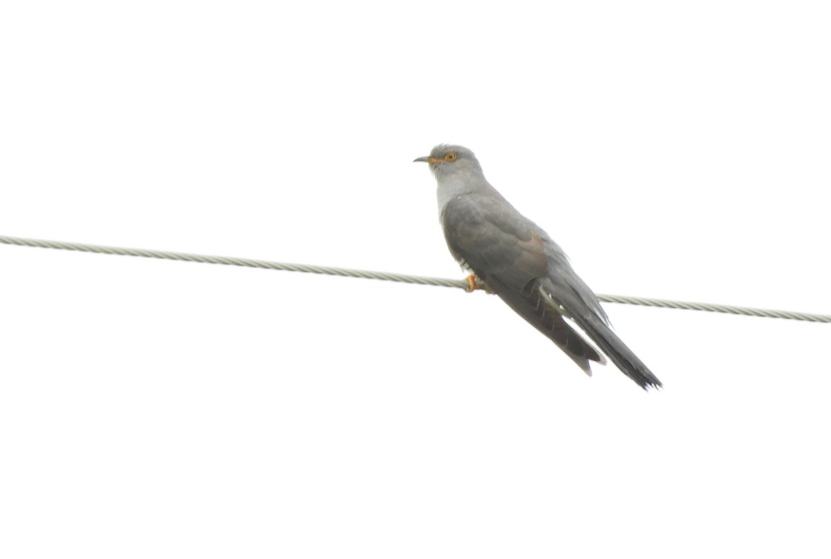 Common Cuckoo - ML345903091