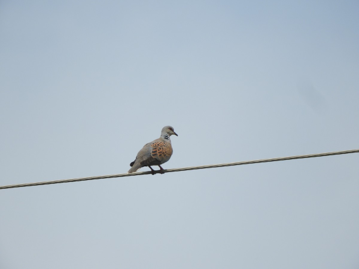 European Turtle-Dove - ML345903101