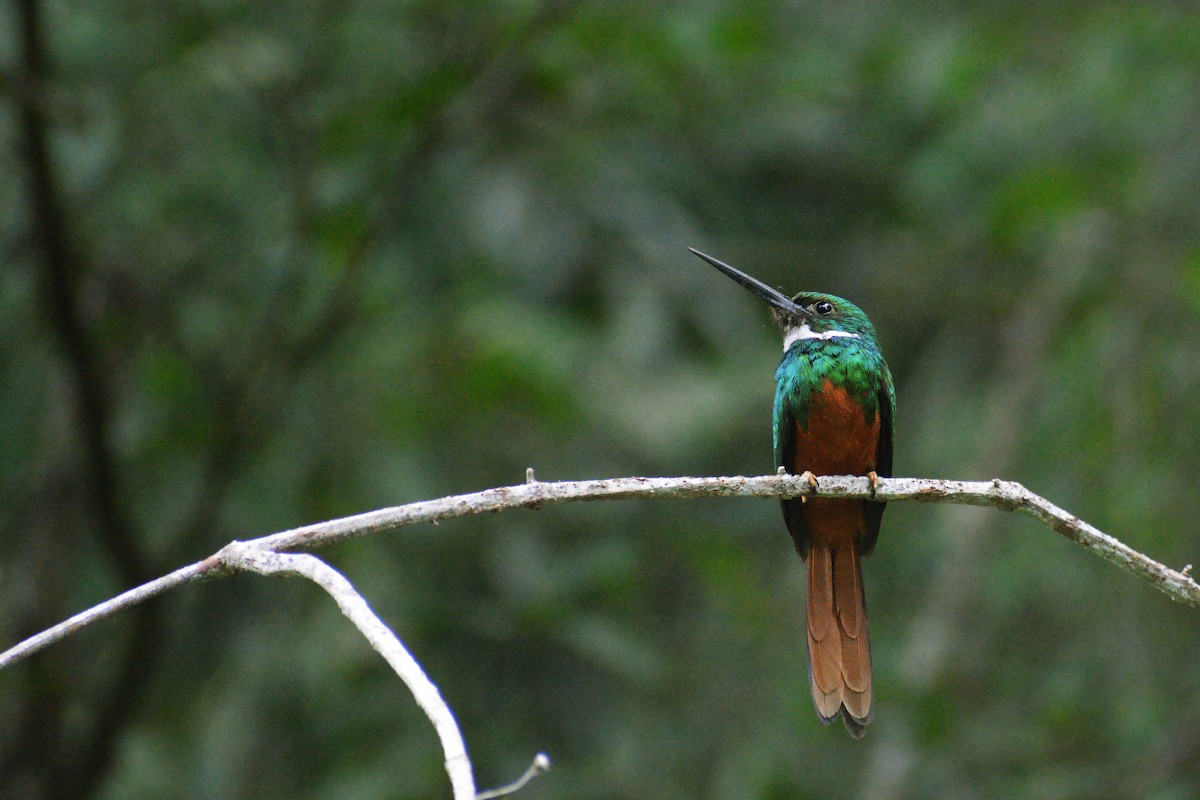 Rufous-tailed Jacamar - ML345903601