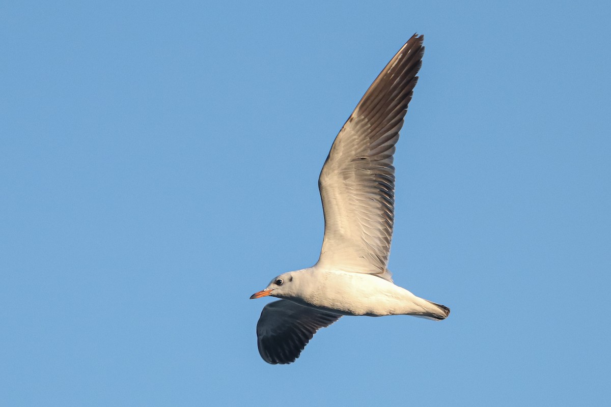 Black-headed Gull - ML345903811