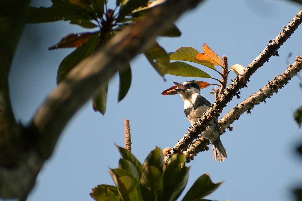 White-necked Puffbird - ML345903971