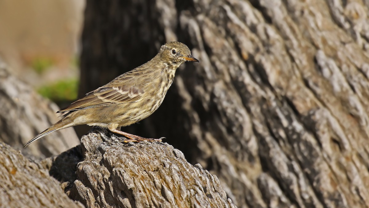 Rock Pipit - ML34590421