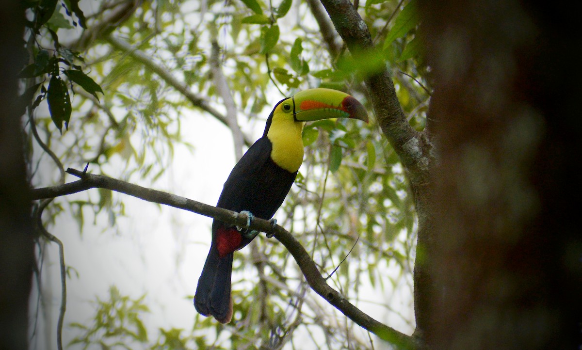 Toucan à carène - ML345906091