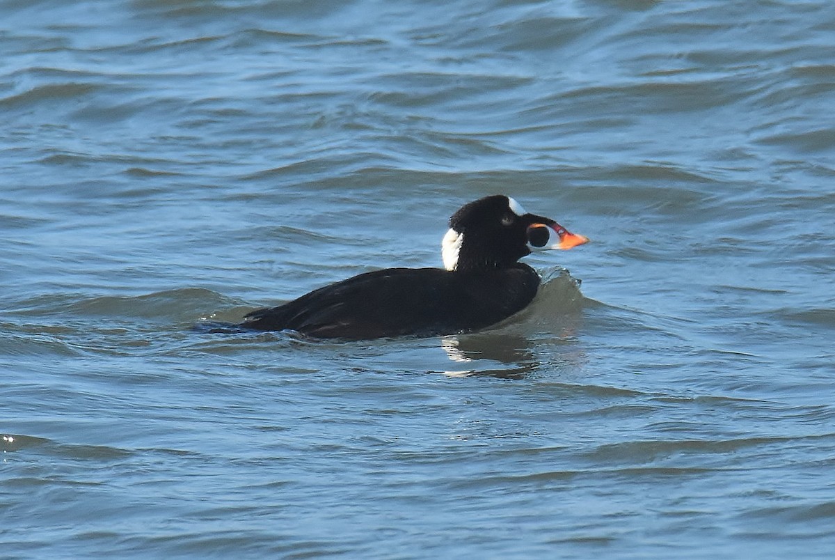 Surf Scoter - Gigi A