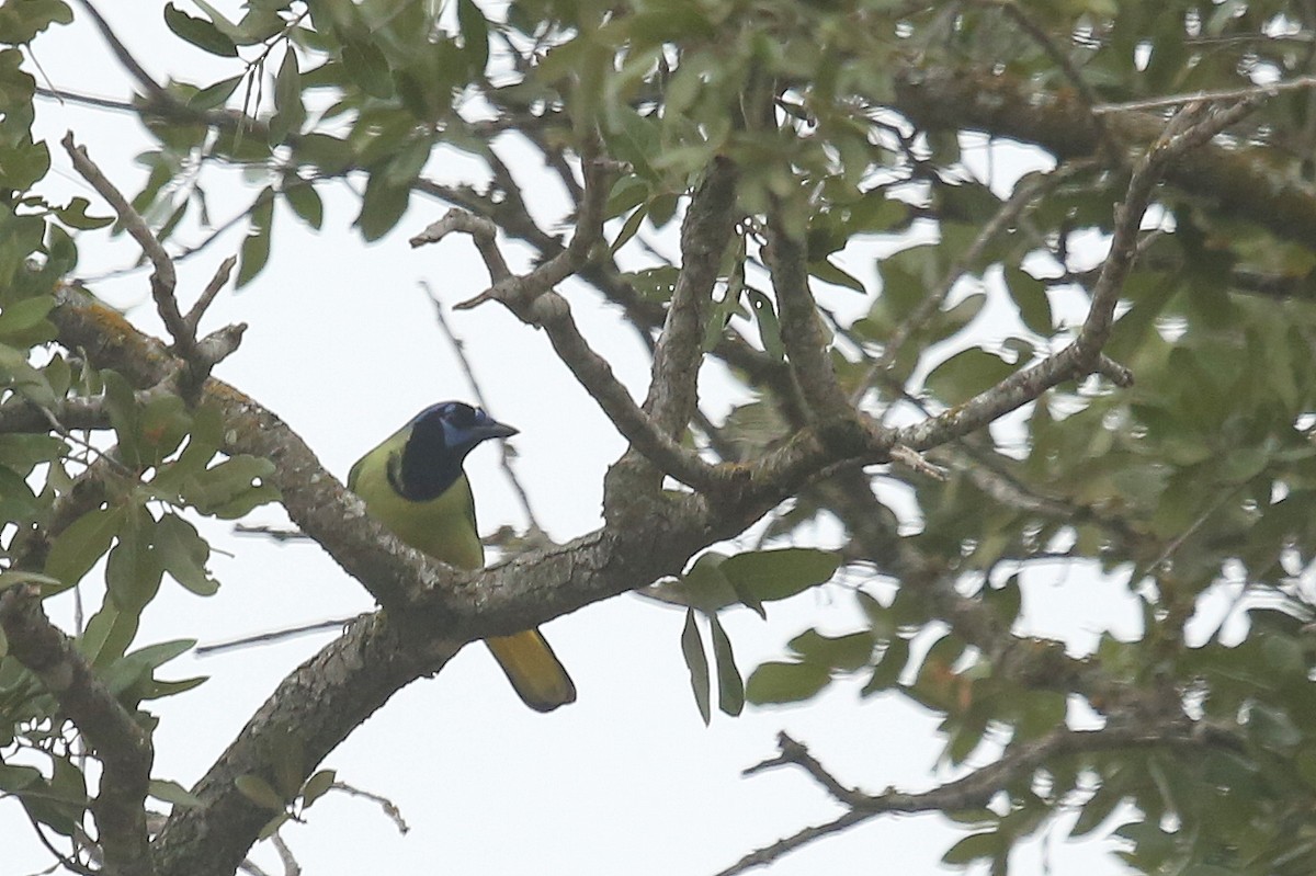 Green Jay - ML34590811