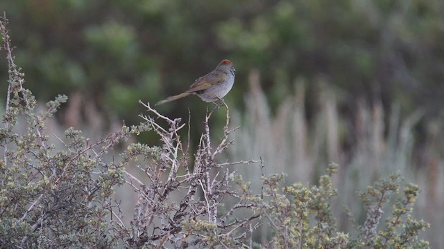 Green-tailed Towhee - ML345908301