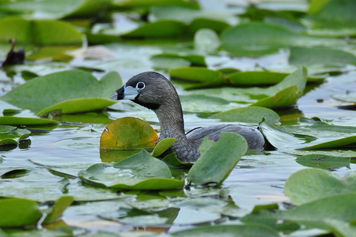Pied-billed Grebe - Leeny A