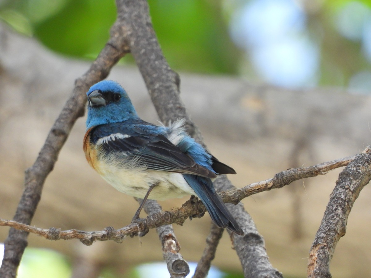 Lazuli Bunting - ML345915381