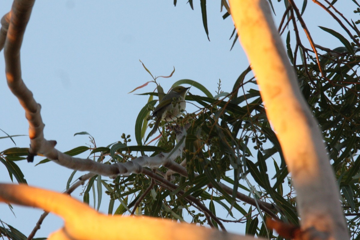 White-plumed Honeyeater - ML345917461