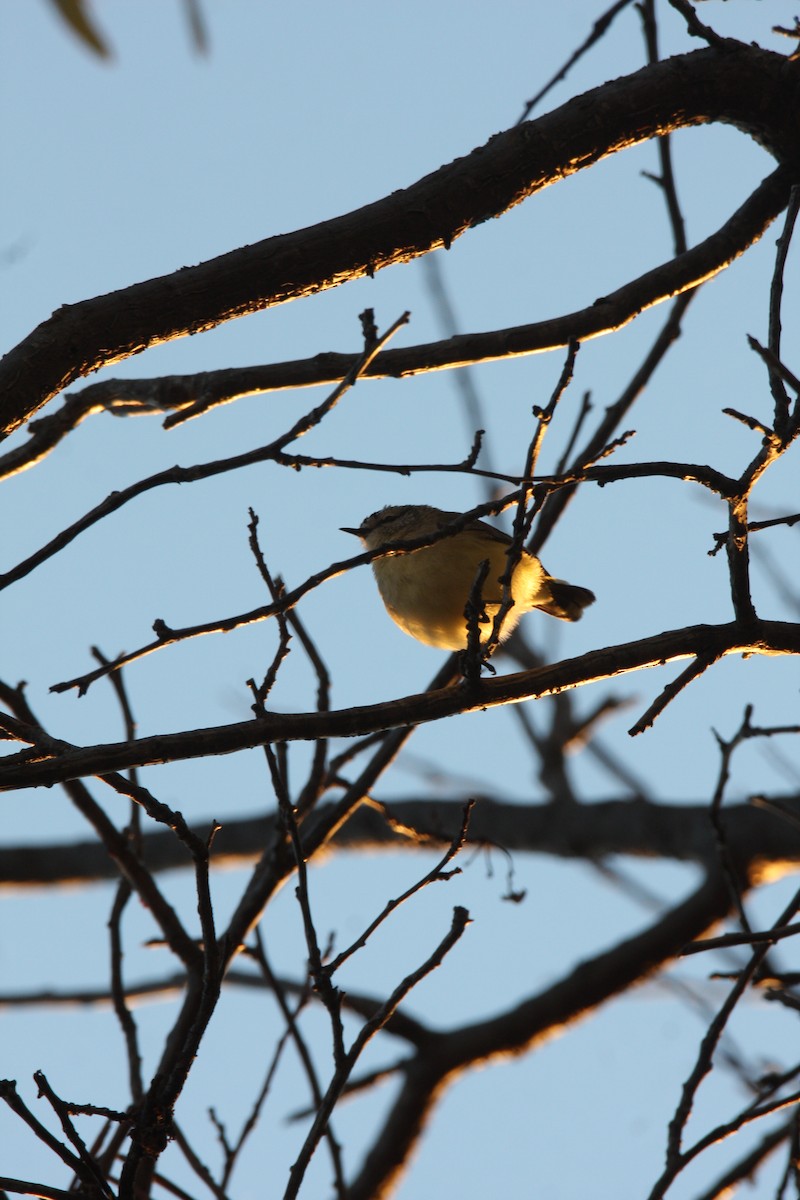 Yellow-rumped Thornbill - caleb decker