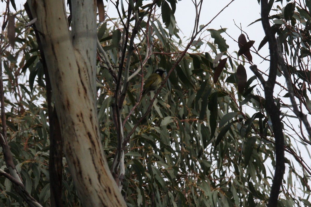 White-eared Honeyeater - ML345917971