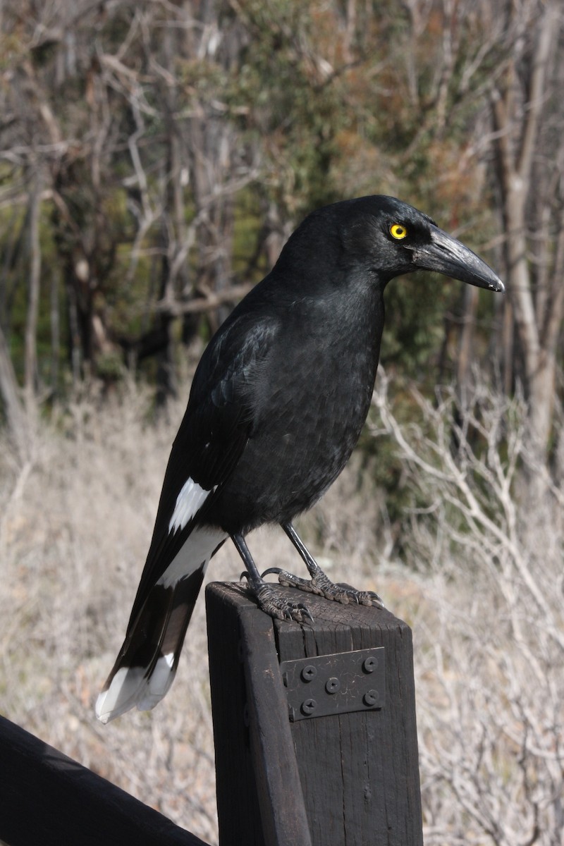 Pied Currawong - caleb decker