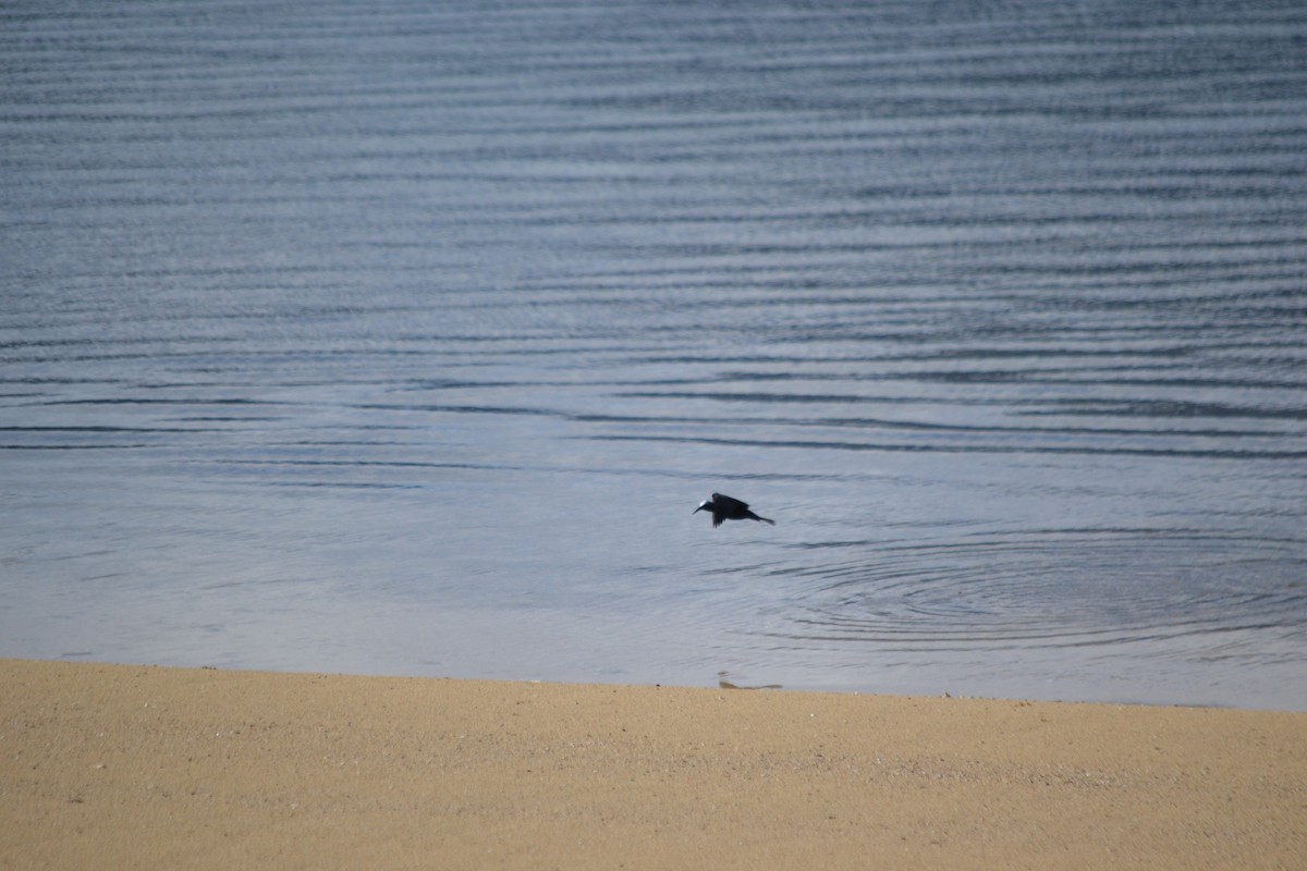 Black Noddy - ML345919361