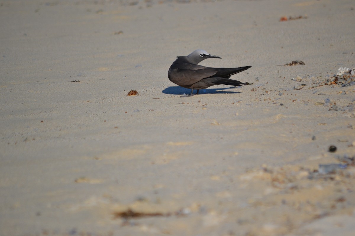 クロアジサシ - ML345919941