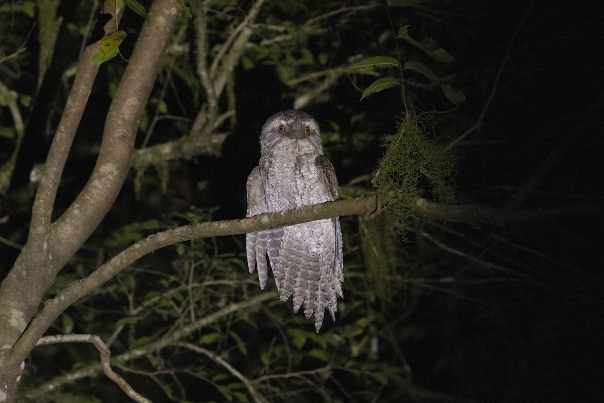 Marbled Frogmouth - ML345922421